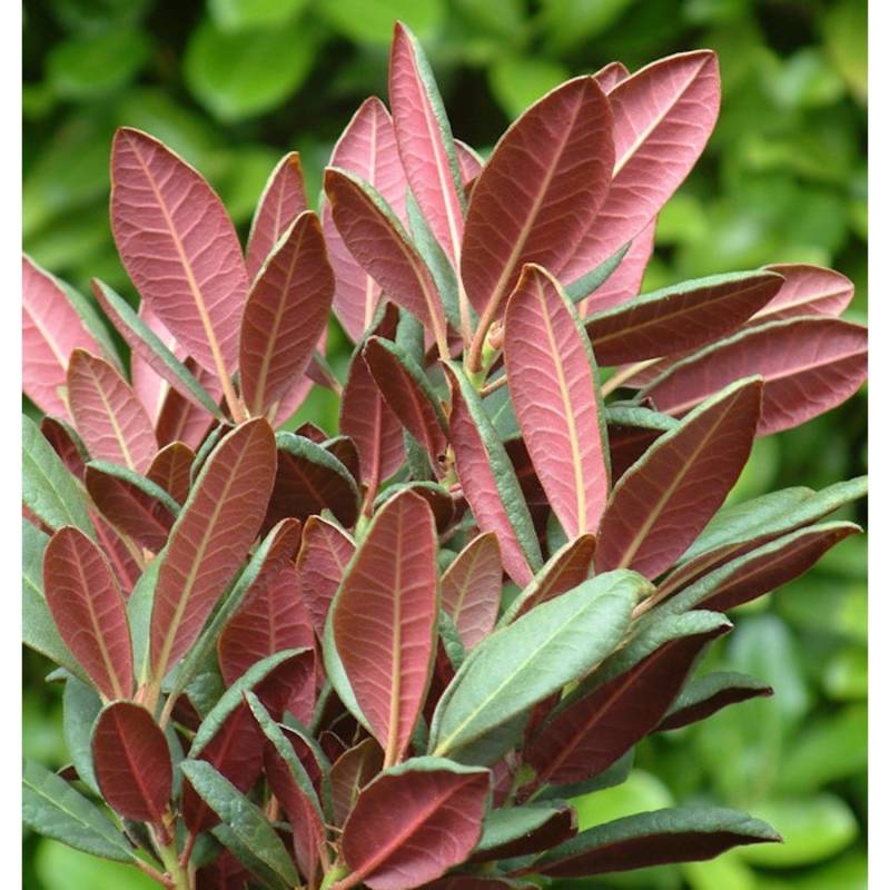 Großblumige Rhododendron Wine and Roses 25-30cm - Alpenrose Großblumige Rhododendron Wine and Roses 25-30cm - Alpenrose von Die Nr-01.de