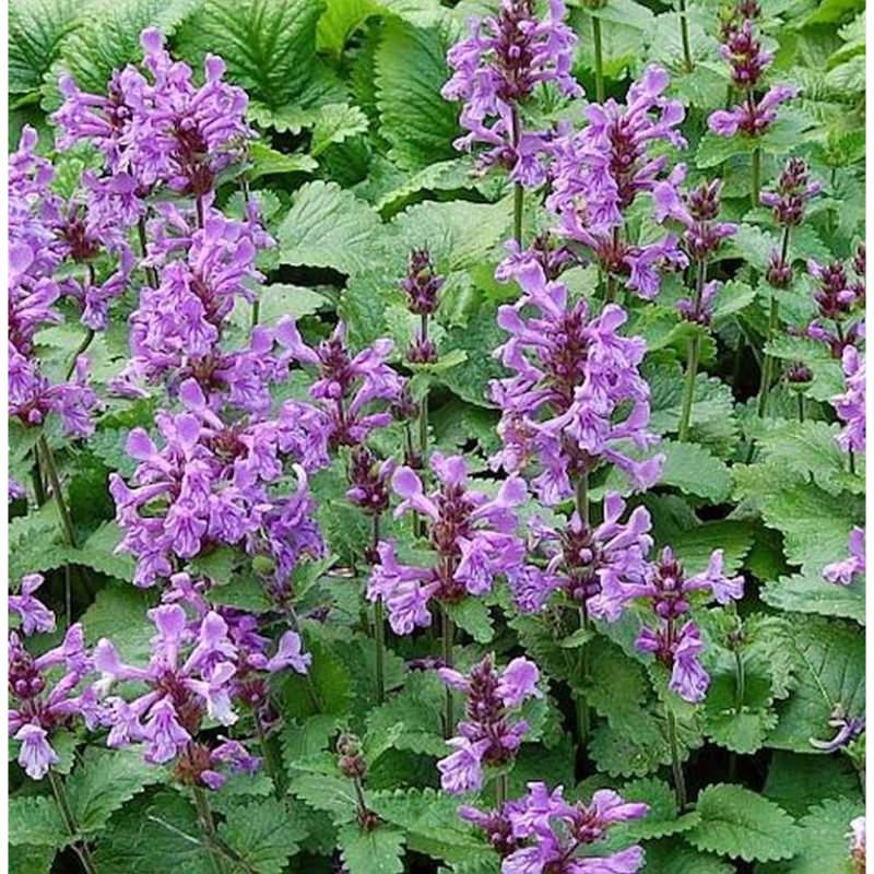 Großblumiger Ziest Superba - Betonica grandiflora von Die Nr-01.de