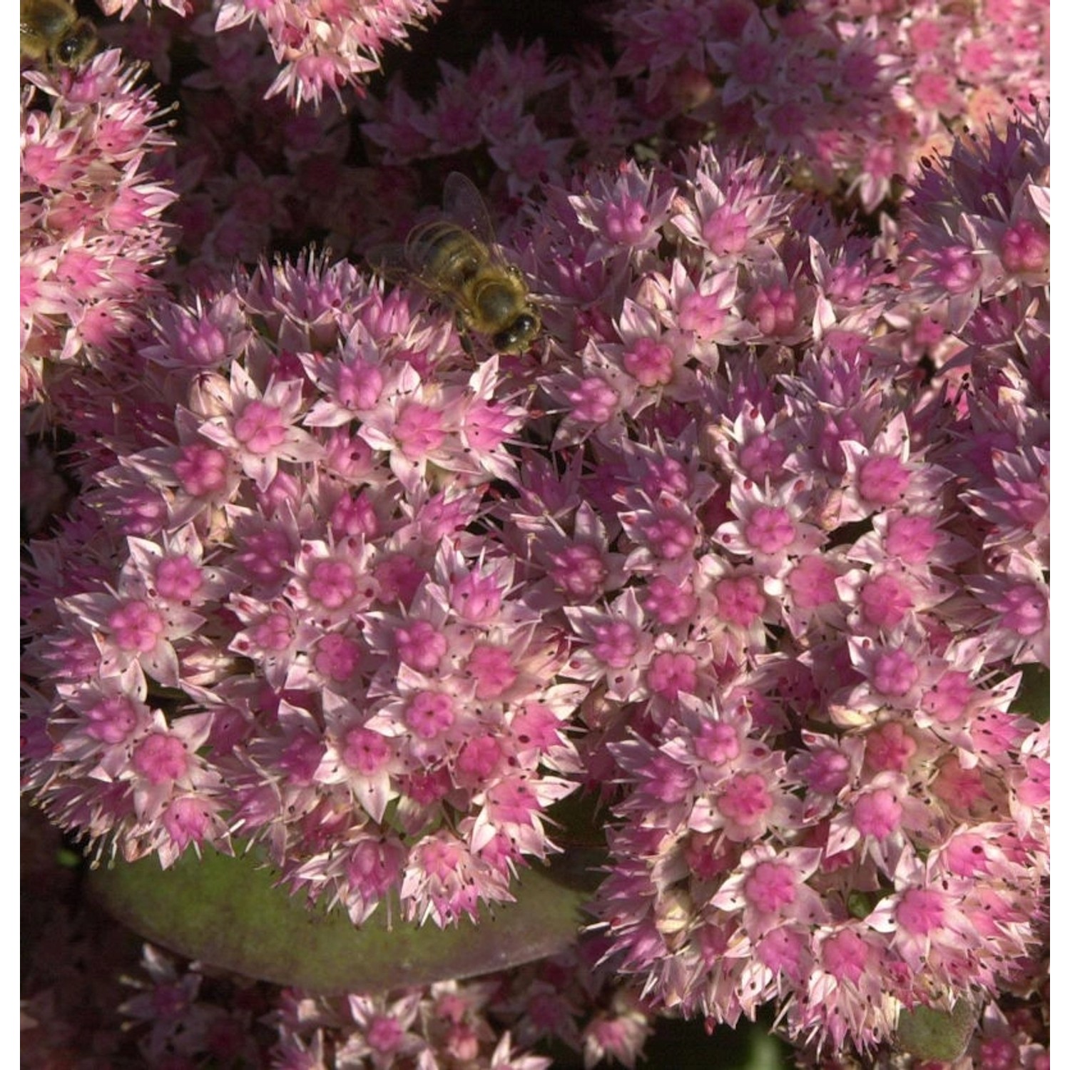 Große Fetthenne Jose Aubergine - Sedum telephium von Die Nr-01.de