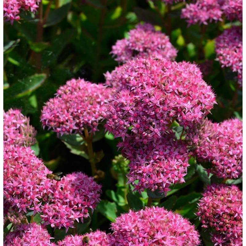 Große Fetthenne Munstead Dark Red - Sedum telephium von Die Nr-01.de