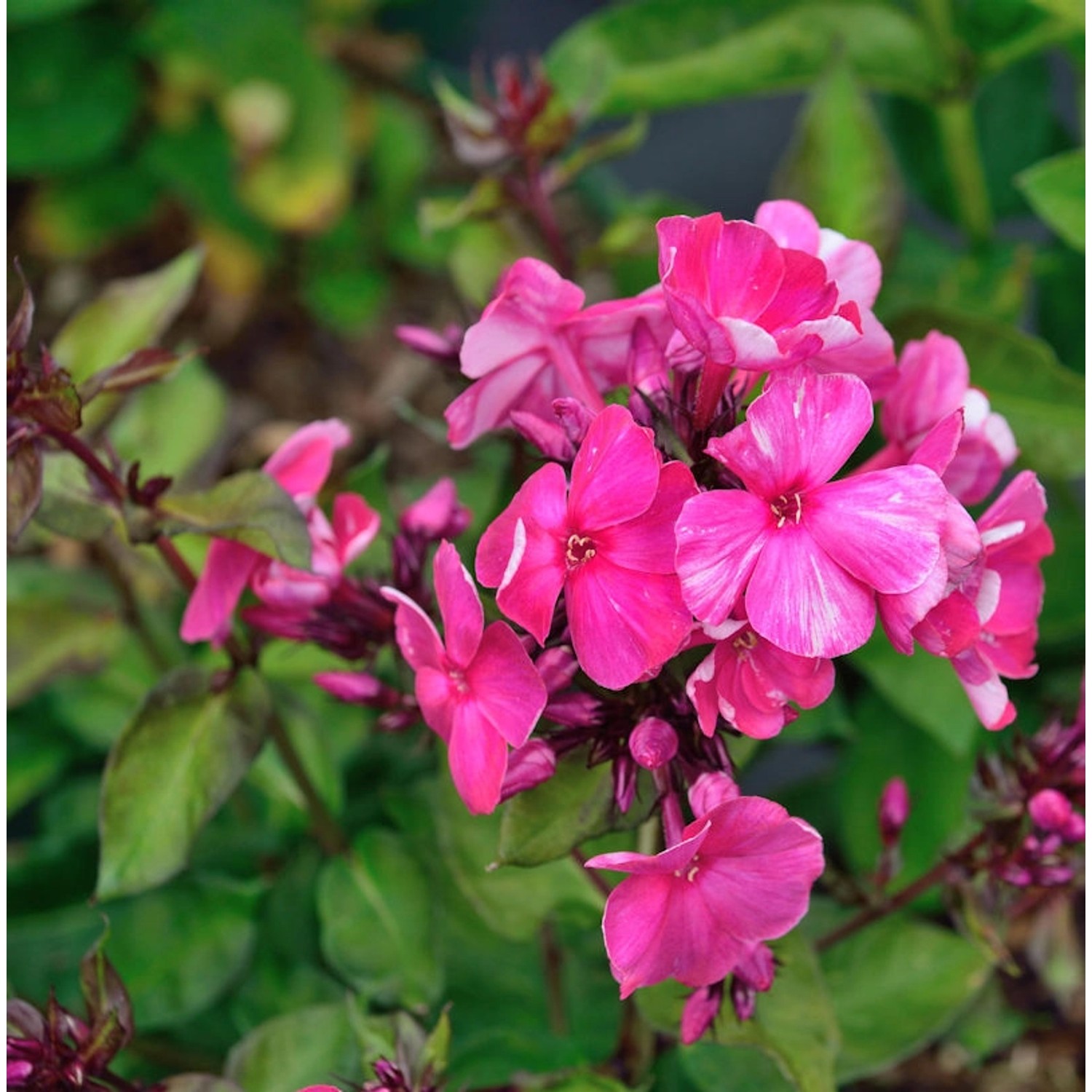 Große Garten-Flammenblume Deep Purple - Phlox paniculata von Die Nr-01.de