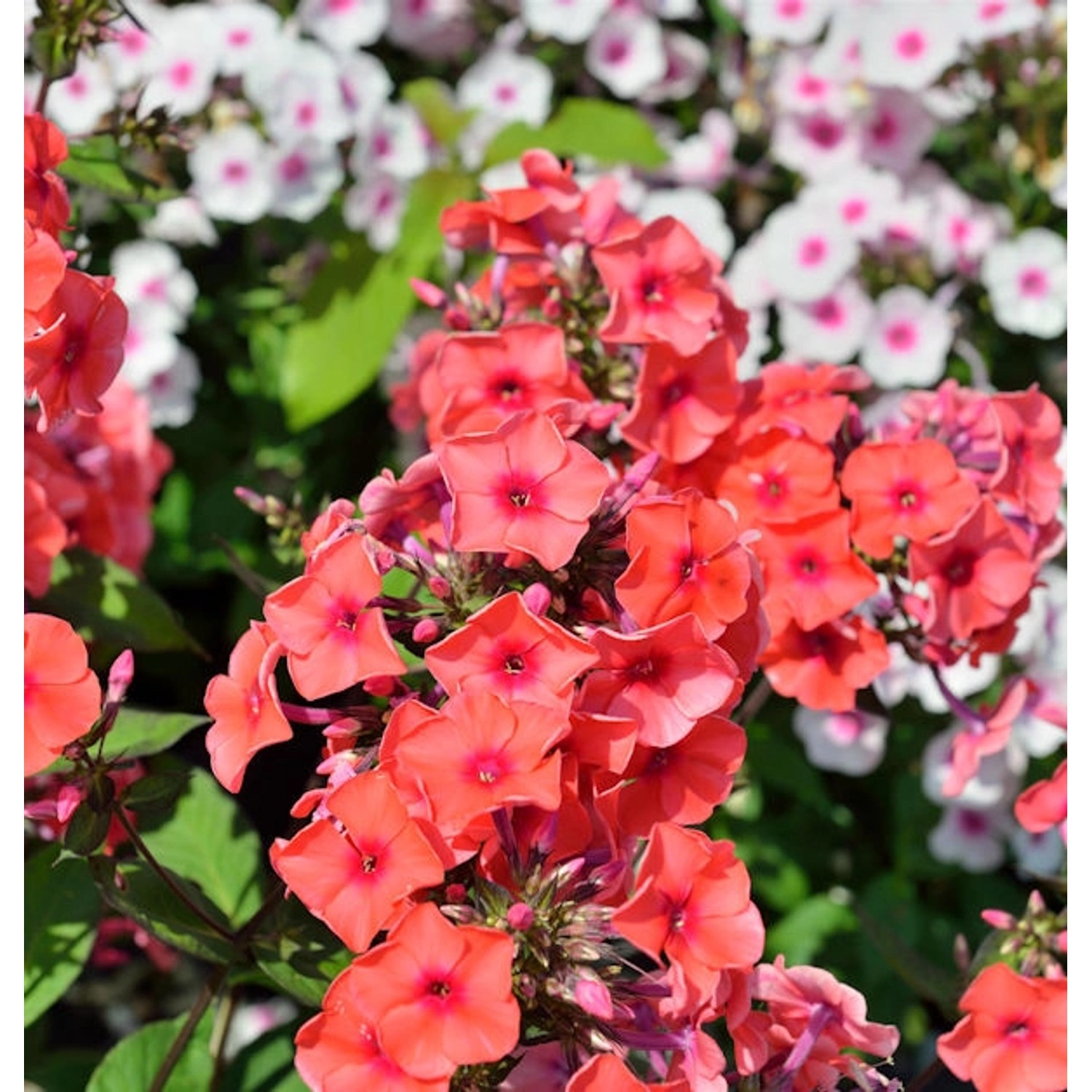 Große Garten-Flammenblume Orange - Phlox Paniculata von Die Nr-01.de