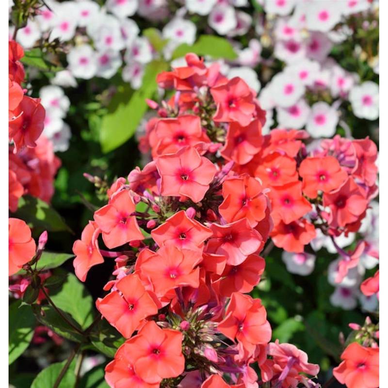 Große Garten-Flammenblume Orange - Phlox Paniculata von Die Nr-01.de