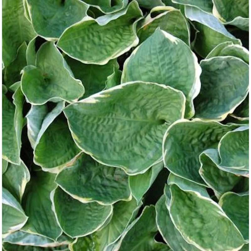 Grünblattfunkie Christmas Tree - Hosta sieboldiana von Die Nr-01.de