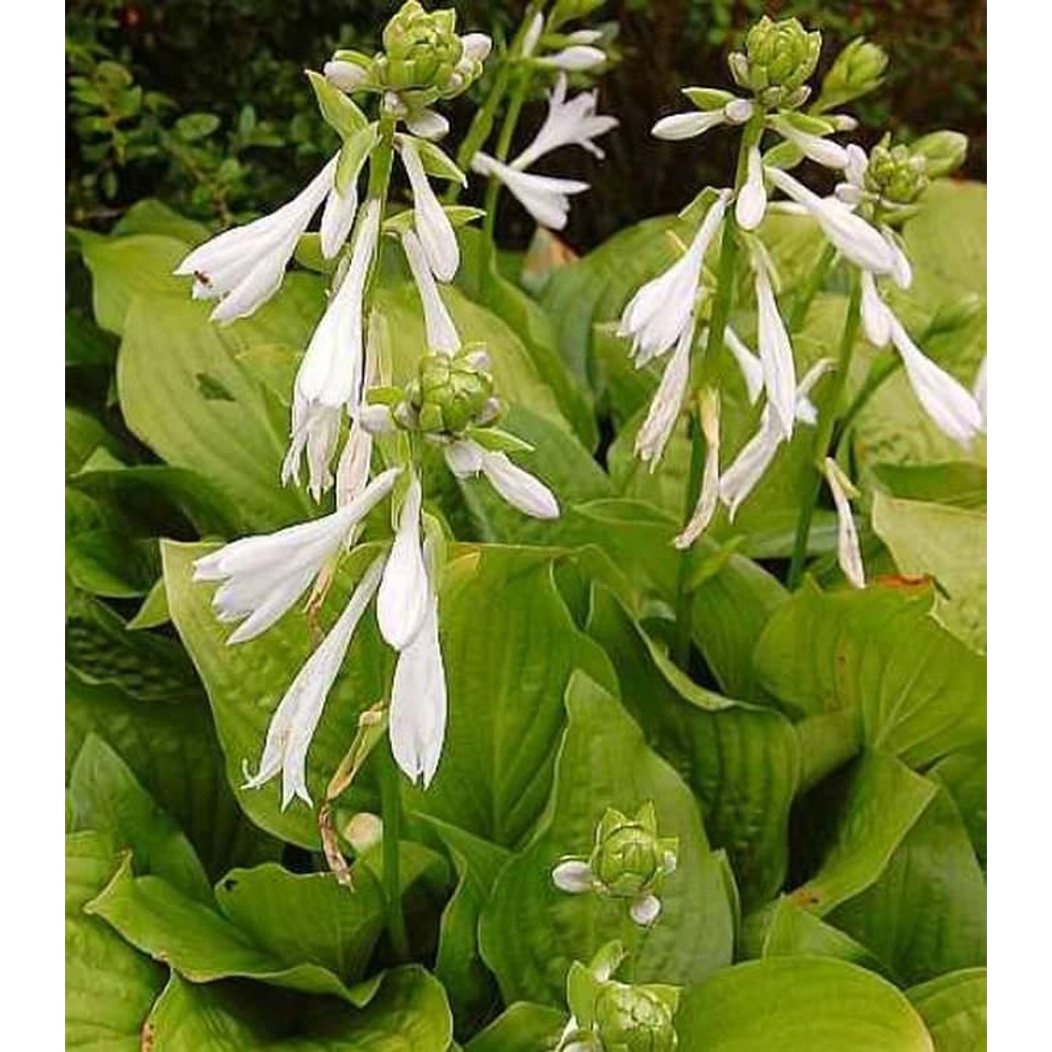 Grünblattfunkie Royal Standard - Hosta plantaginea Grünblattfunkie Royal Standard - Hosta plantaginea von Die Nr-01.de