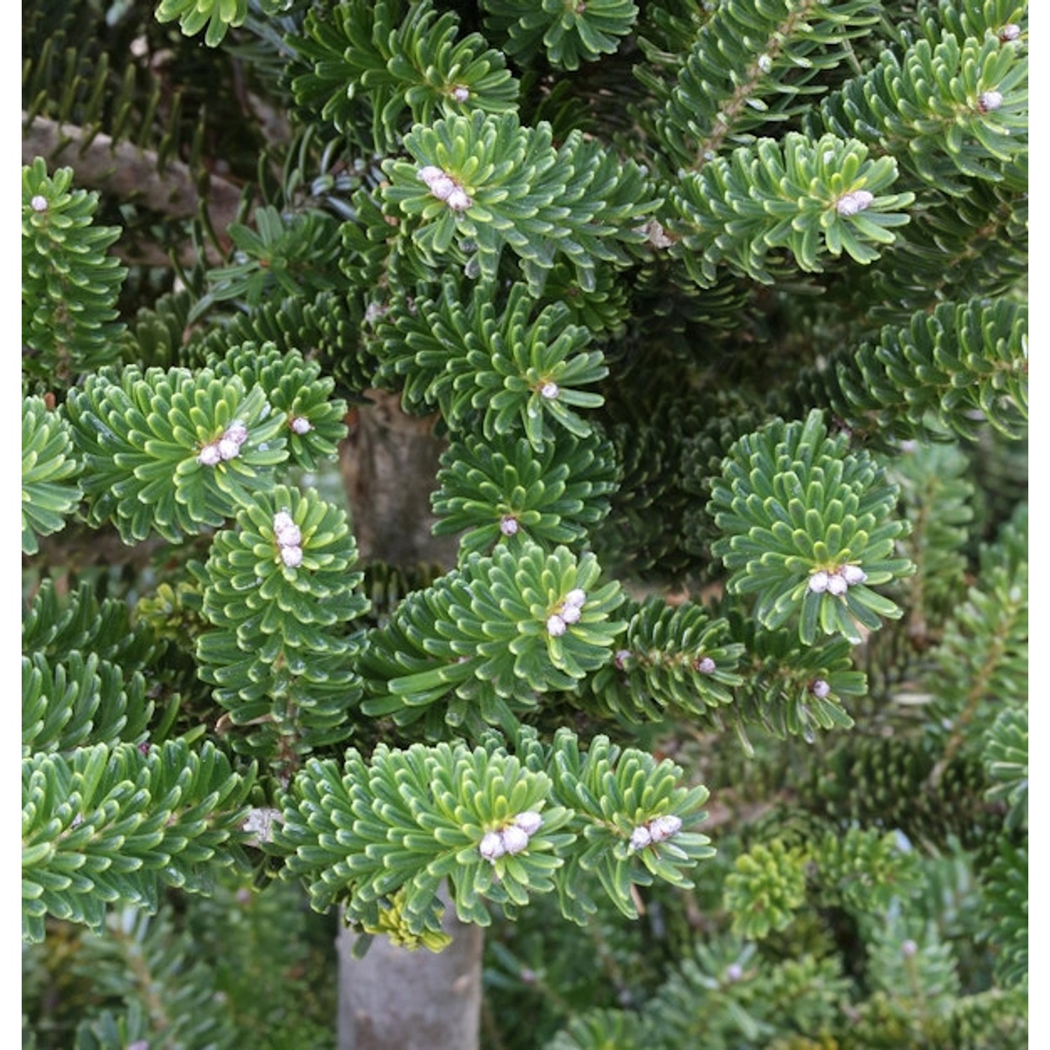 Grüne Zwerg Koreatanne Tordis 50-60cm - Abies koreana von Die Nr-01.de