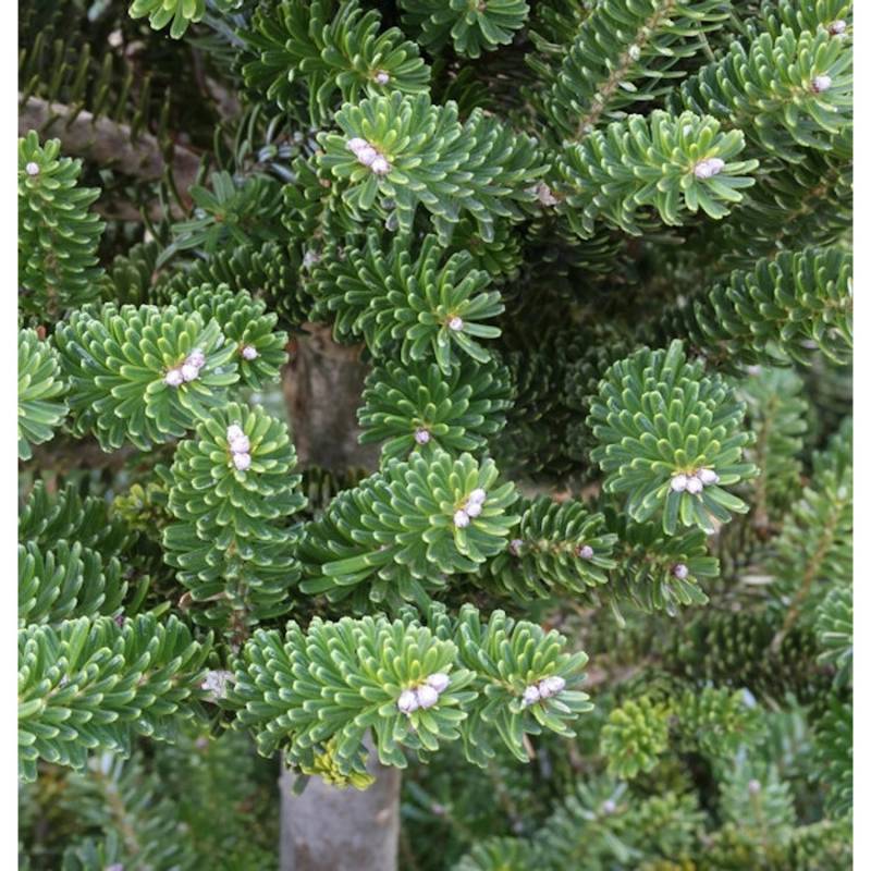 Grüne Zwerg Koreatanne Tordis 50-60cm - Abies koreana von Die Nr-01.de