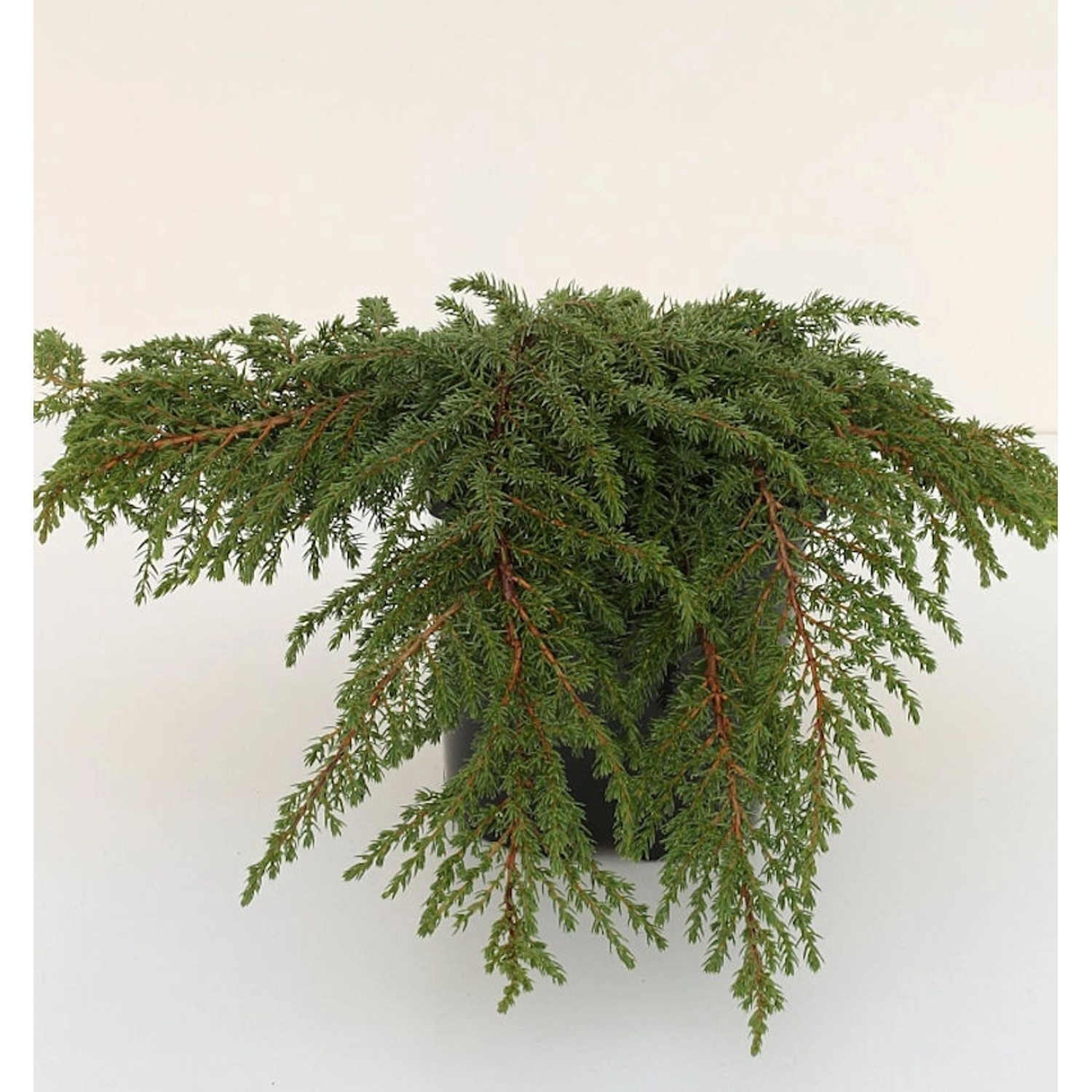 Grüner Kriechwacholder Green Carpet 10-15cm - Juniperus communis Grüner Kriechwacholder Green Carpet 10-15cm - Juniperus communis von Die Nr-01.de