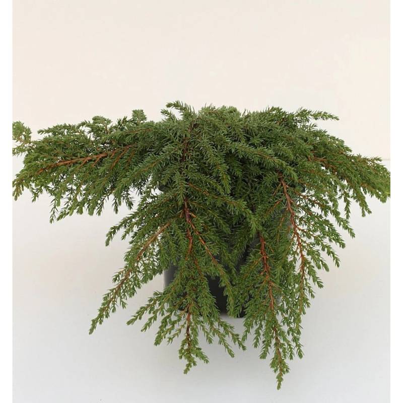 Grüner Kriechwacholder Green Carpet 20-25cm - Juniperus communis von Die Nr-01.de