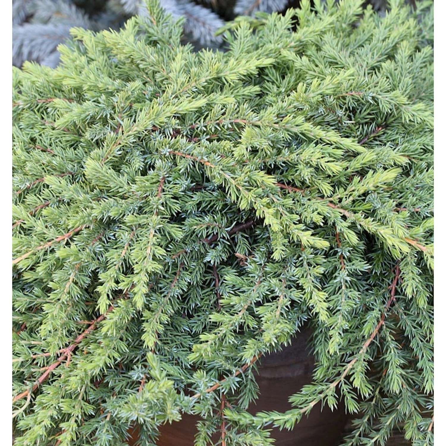 Grüner Kriechwacholder Green Mantle 15-20cm - Juniperus squamata Grüner Kriechwacholder Green Mantle 15-20cm - Juniperus squamata von Die Nr-01.de