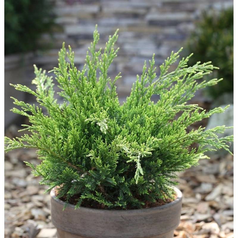 Grüner Strauchwacholder Mint Julep 25-30cm - Juniperus media von Die Nr-01.de