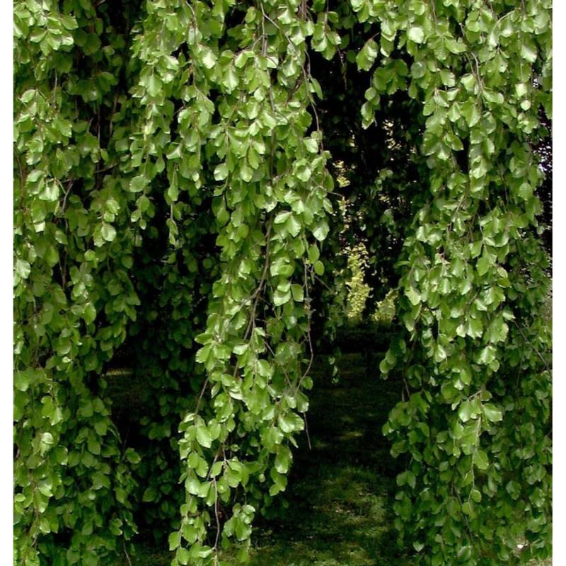 Hänge Buche 125-150cm - Fagus sylvatica Pendula von Die Nr-01.de