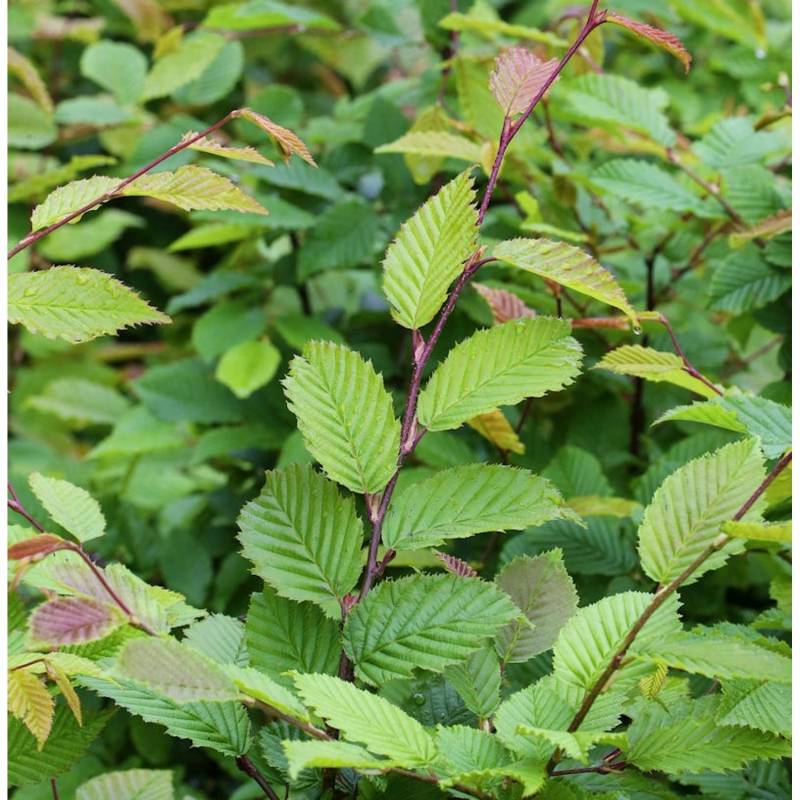 Hainbuche Weißbuche 100-125cm - Carpinus betulus von Die Nr-01.de
