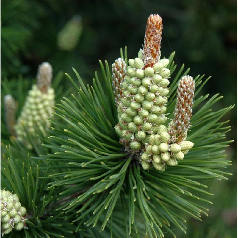 Hakenkiefer 80-100cm - Pinus uncinata von Die Nr-01.de