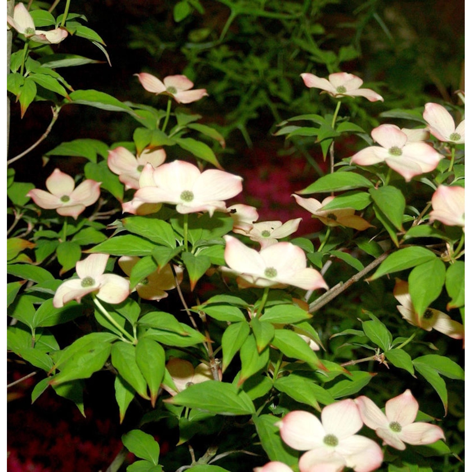 Hartriegel Blooming Pink Tetra 80-100cm - Cornus kousa Hartriegel Blooming Pink Tetra 80-100cm - Cornus kousa von Die Nr-01.de