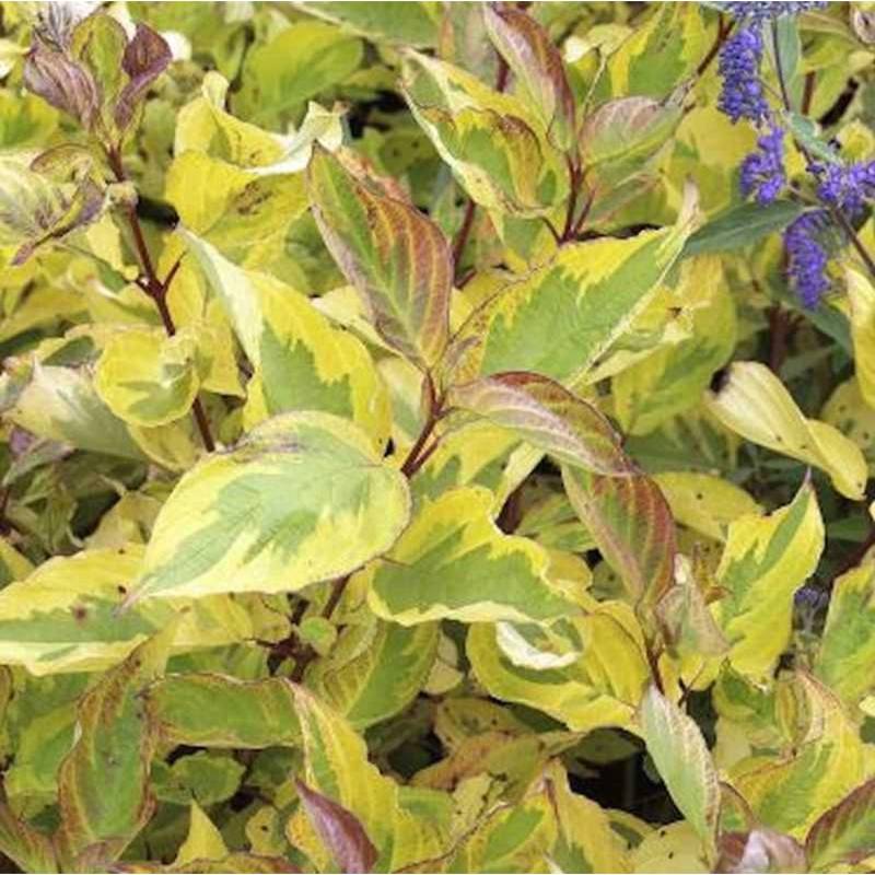 Hartriegel Gouchault 80-100cm - Cornus alba von Die Nr-01.de