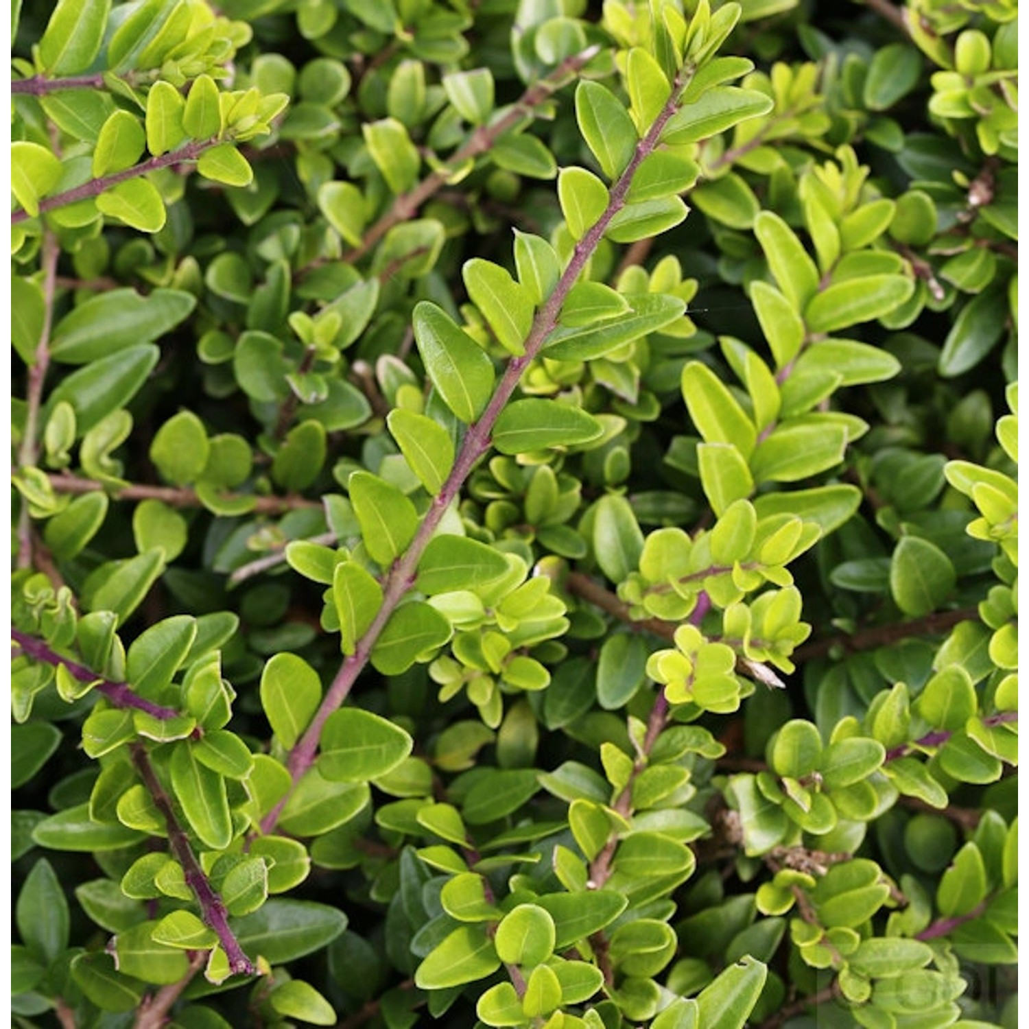 Heckenmyrte Maigrün 30-40cm - Lonicera nitida Heckenmyrte Maigrün 30-40cm - Lonicera nitida von Die Nr-01.de