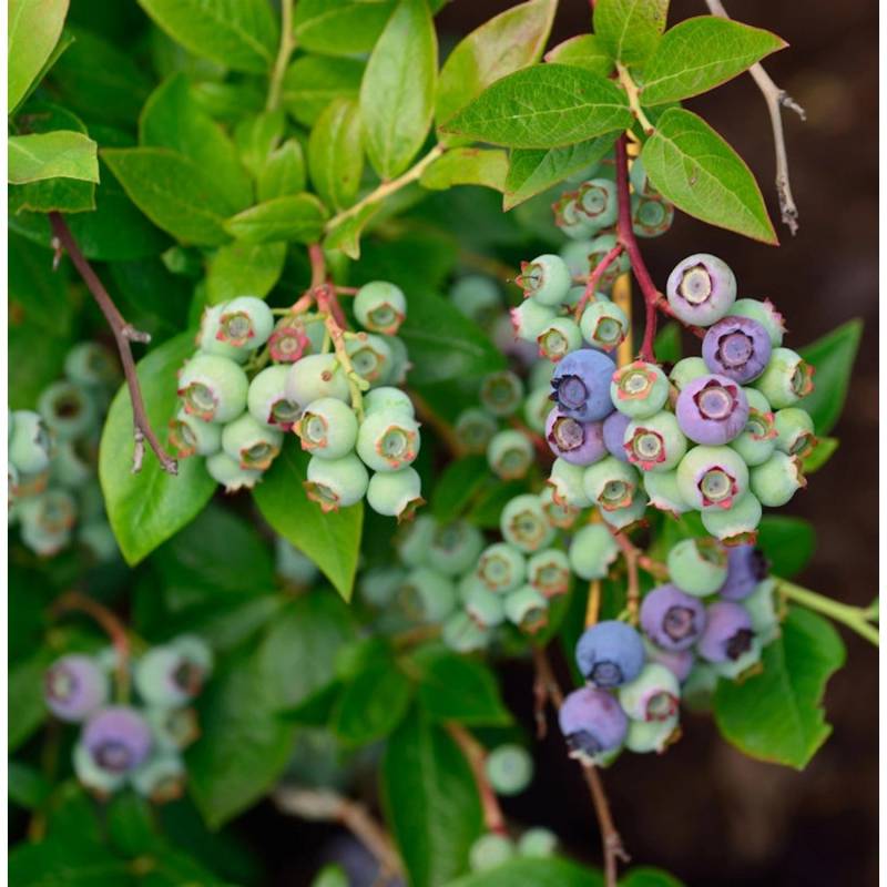 Heidelbeere Ama 40-60cm - Vaccinium corymbosum von Die Nr-01.de