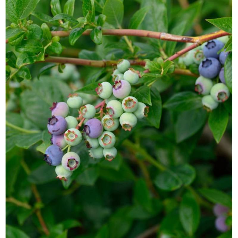 Heidelbeere Blueray 60-80cm - Vaccinium corymbosum von Die Nr-01.de