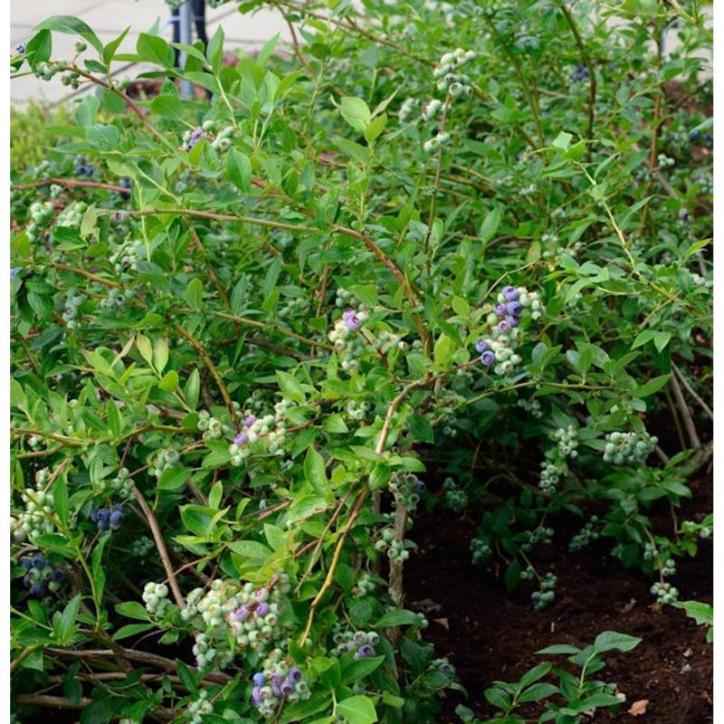 Heidelbeere Elizabeth 30-40cm - Vaccinium corymbosum von Die Nr-01.de