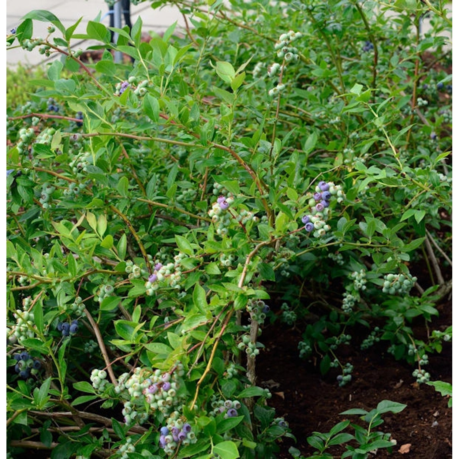 Heidelbeere Elizabeth 60-80cm - Vaccinium corymbosum Heidelbeere Elizabeth 60-80cm - Vaccinium corymbosum von Die Nr-01.de