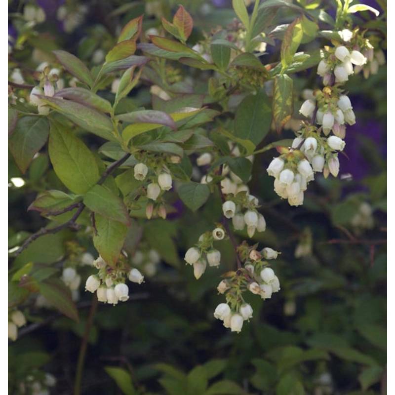 Heidelbeere Herma 60-80cm - Vaccinium corymbosum von Die Nr-01.de