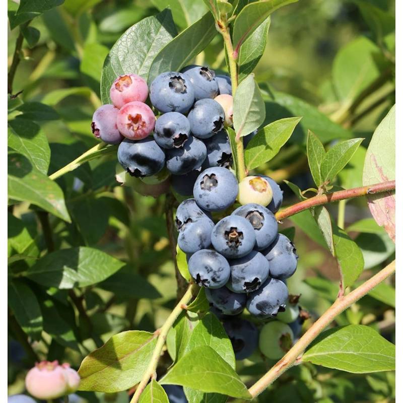 Heidelbeere Jersey 30-40cm - Vaccinium corymbosum von Die Nr-01.de