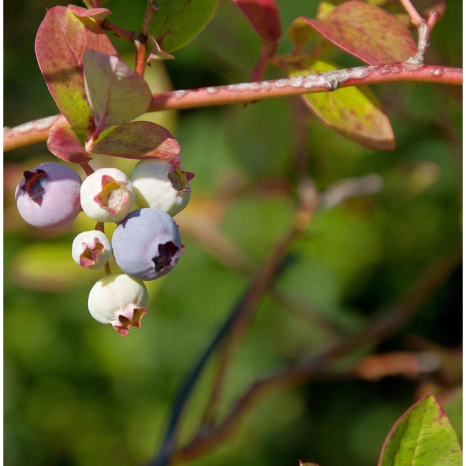 Heidelbeere Nelson 60-80cm - Vaccinium corymbosum Heidelbeere Nelson 60-80cm - Vaccinium corymbosum von Die Nr-01.de