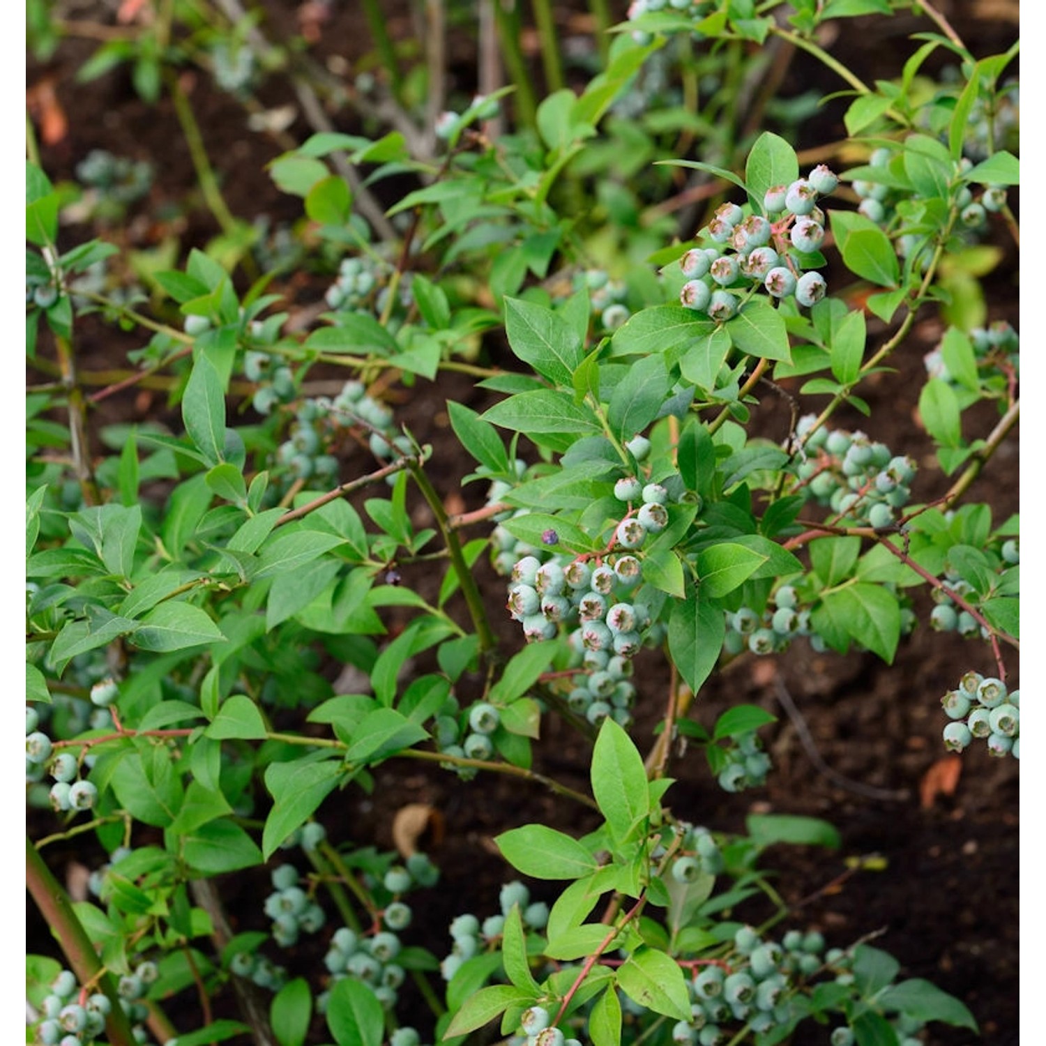 Heidelbeere Puru 40-60cm - Vaccinium corymbosum Heidelbeere Puru 40-60cm - Vaccinium corymbosum von Die Nr-01.de