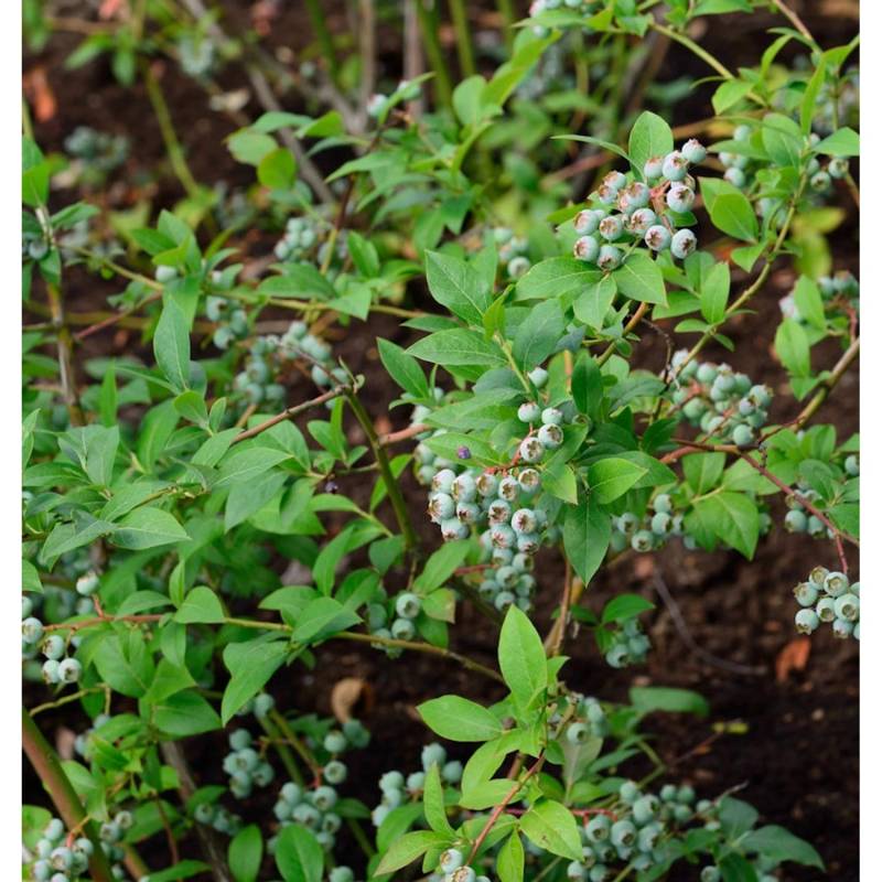 Heidelbeere Puru 60-80cm - Vaccinium corymbosum von Die Nr-01.de