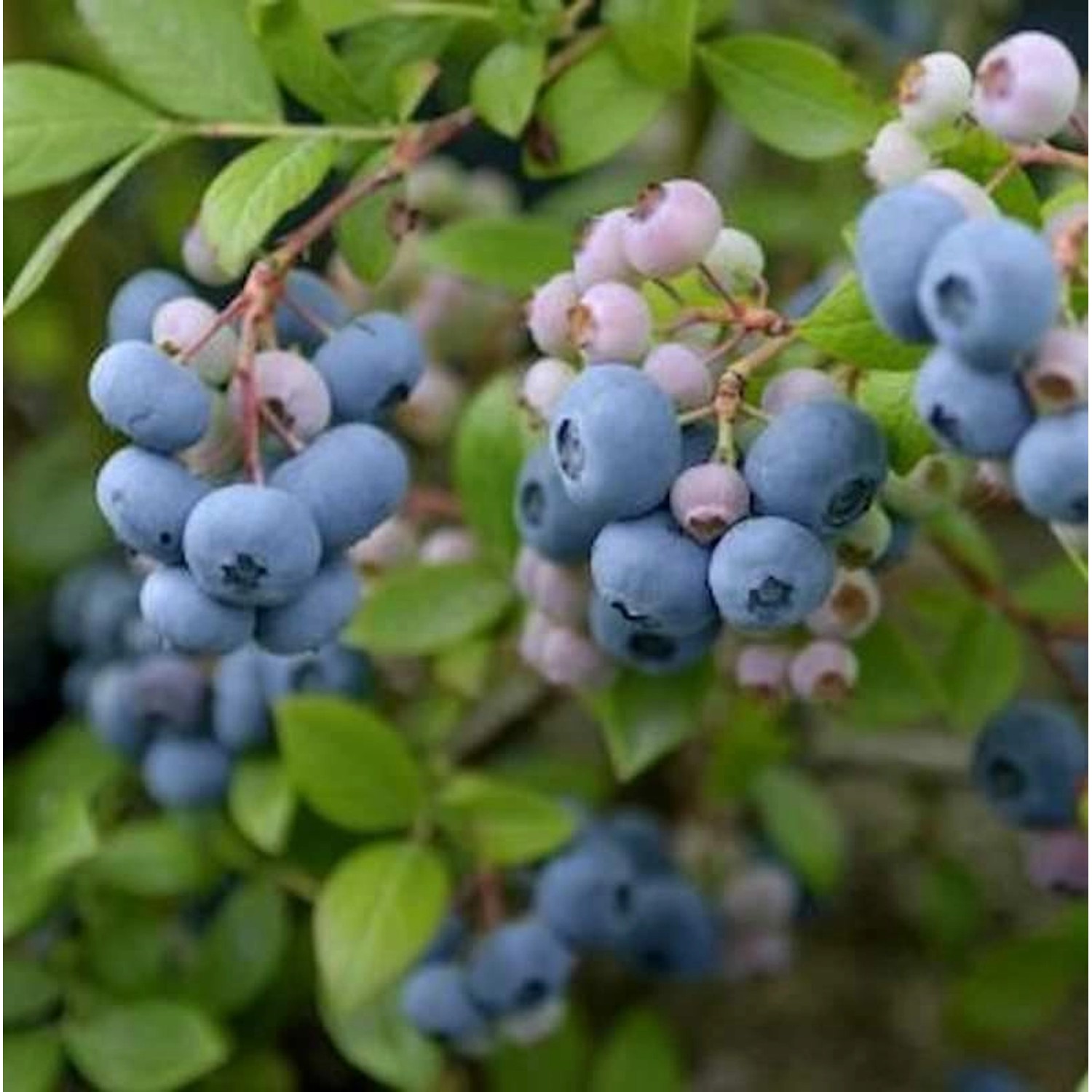 Heidelbeere Reka 60-80cm - Vaccinium corymbosum Heidelbeere Reka 60-80cm - Vaccinium corymbosum von Die Nr-01.de
