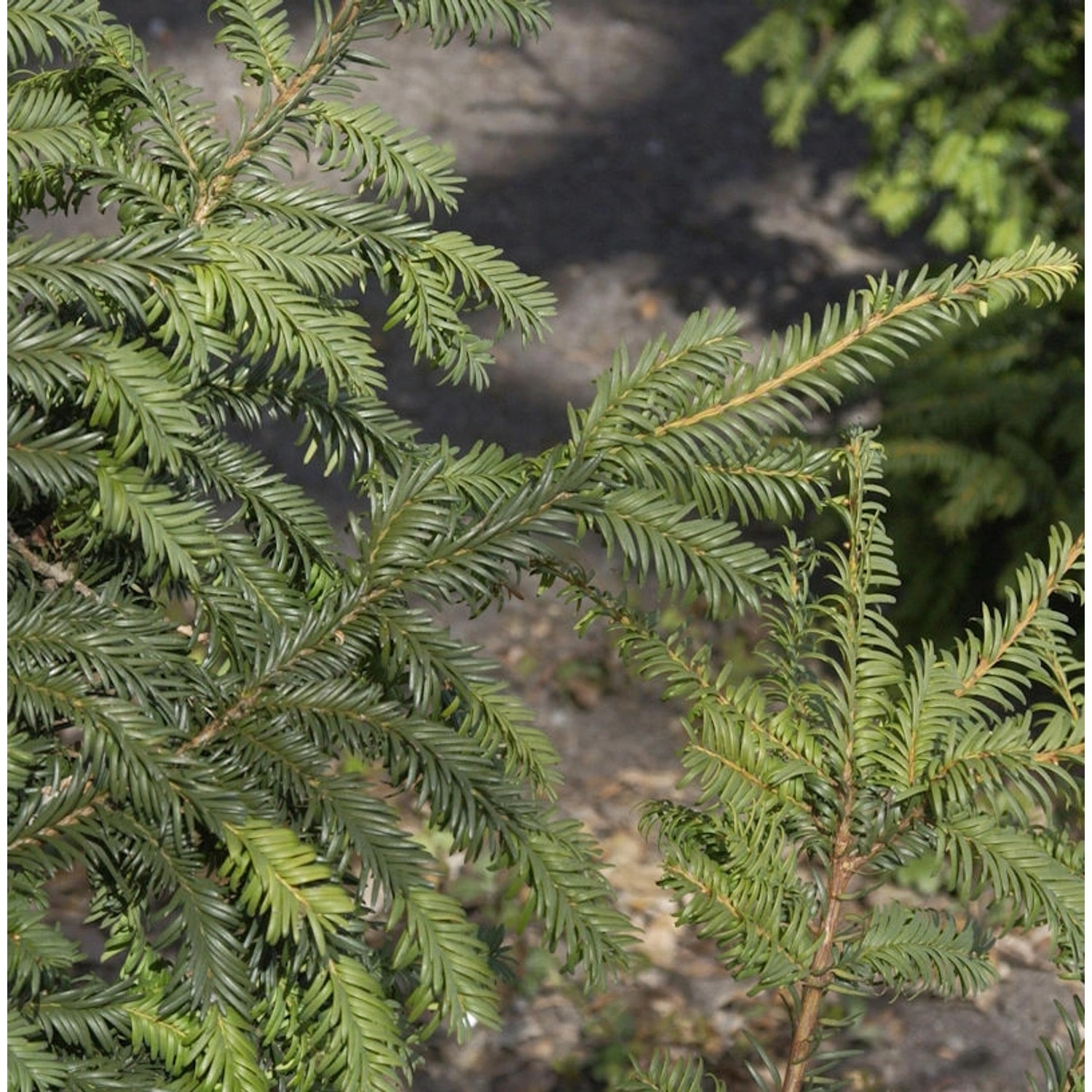 Heimische Eibe Typ Tschechien 50-60cm - Taxus baccata von Die Nr-01.de