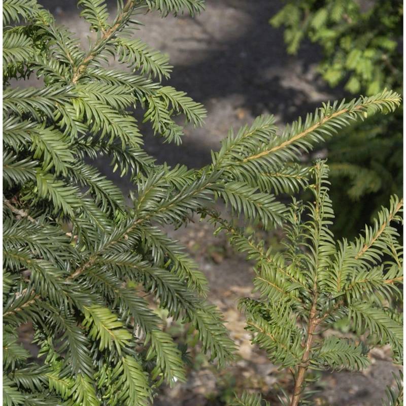Heimische Eibe Typ Tschechien 50-60cm - Taxus baccata Heimische Eibe Typ Tschechien 50-60cm - Taxus baccata von Die Nr-01.de