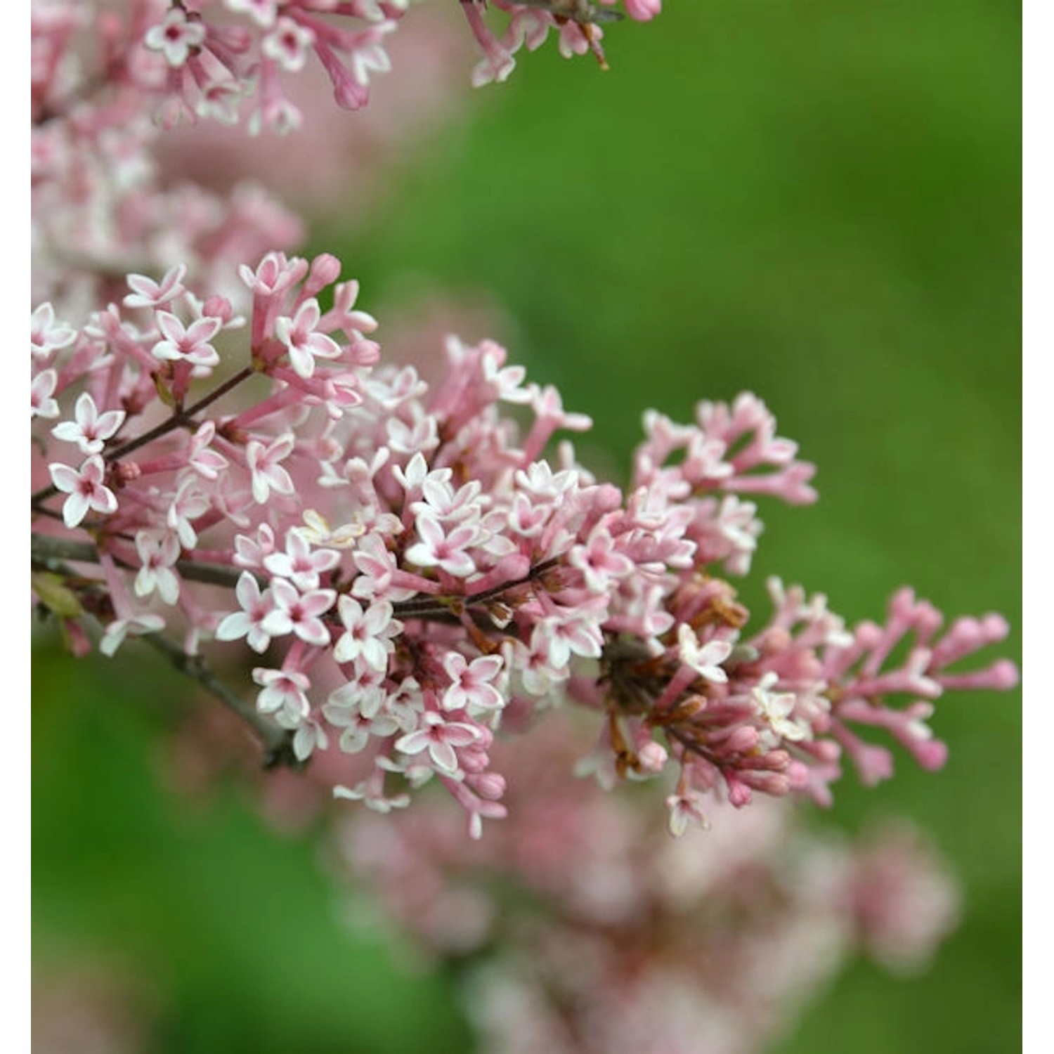 Herbst Flieder 80-100cm - Syringa microphylla Herbst Flieder 80-100cm - Syringa microphylla von Die Nr-01.de