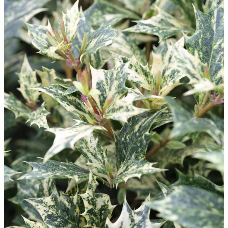 Herbstduftblüte Tricolor 40-60cm - Osmanthus heterophyllus von Die Nr-01.de