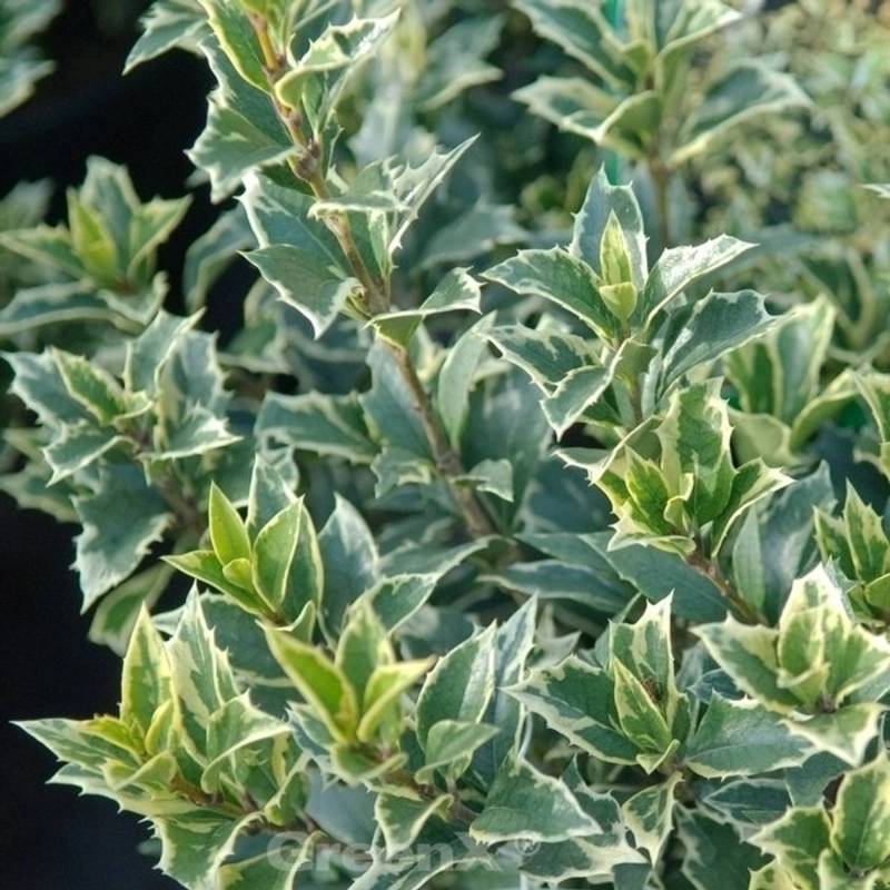 Herbstduftblüte Variegatus 30-40cm - Osmanthus heterophyllus von Die Nr-01.de