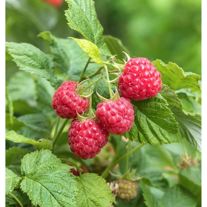 Himbeere Autumn Belle - Rubus idaeus von Die Nr-01.de