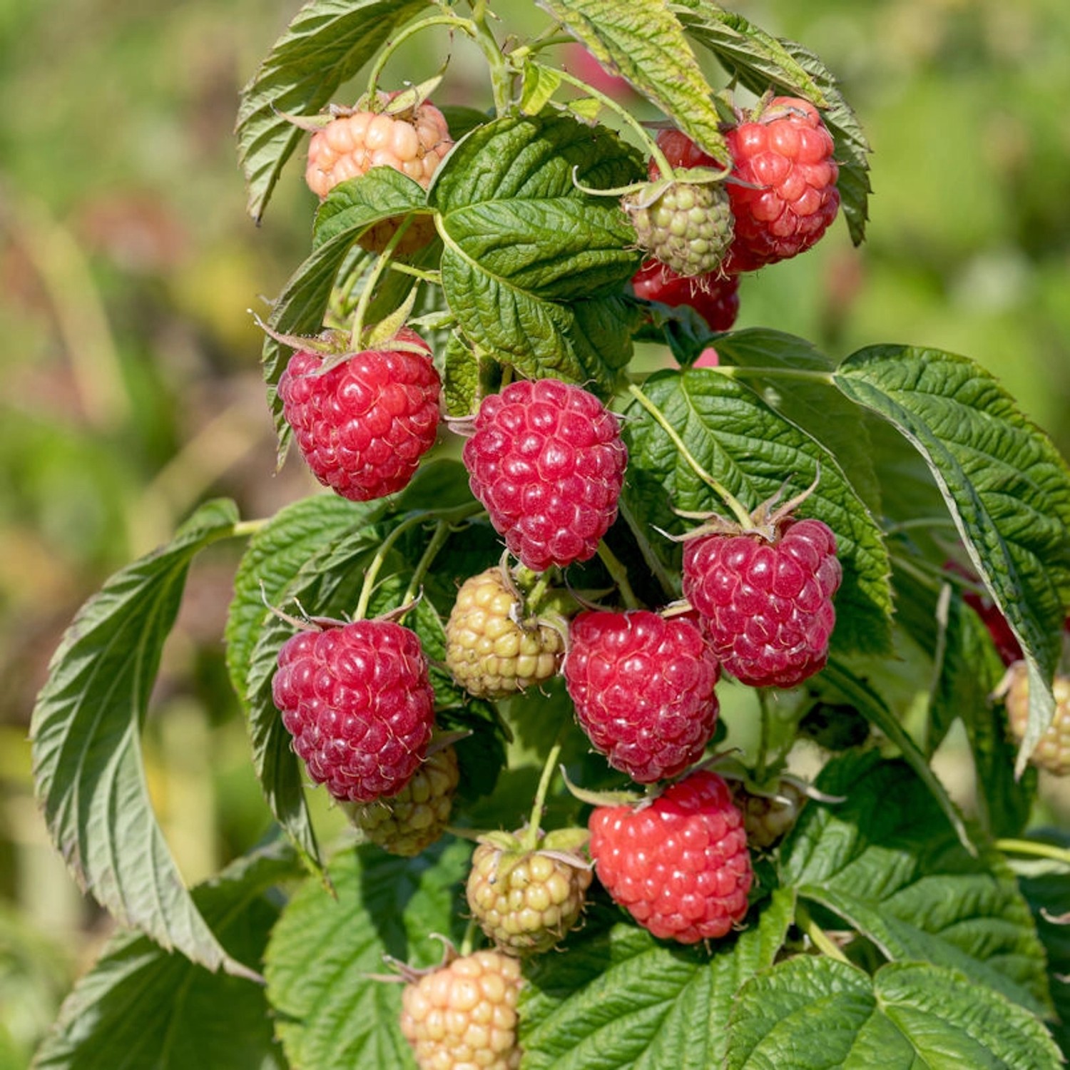Himbeere Autumn First - Rubus idaeus Himbeere Autumn First - Rubus idaeus von Die Nr-01.de