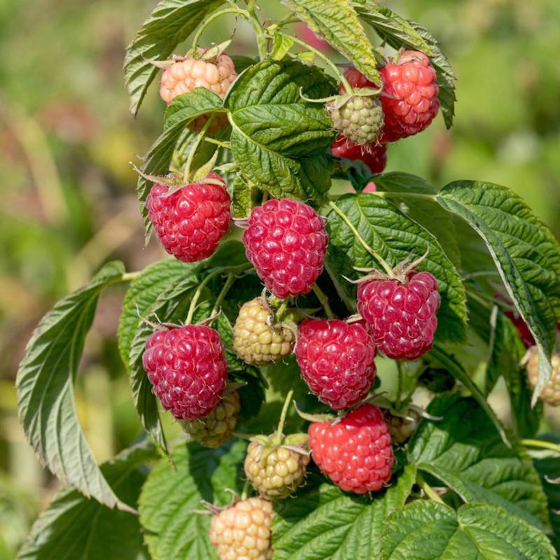 Himbeere Autumn First - Rubus idaeus von Die Nr-01.de