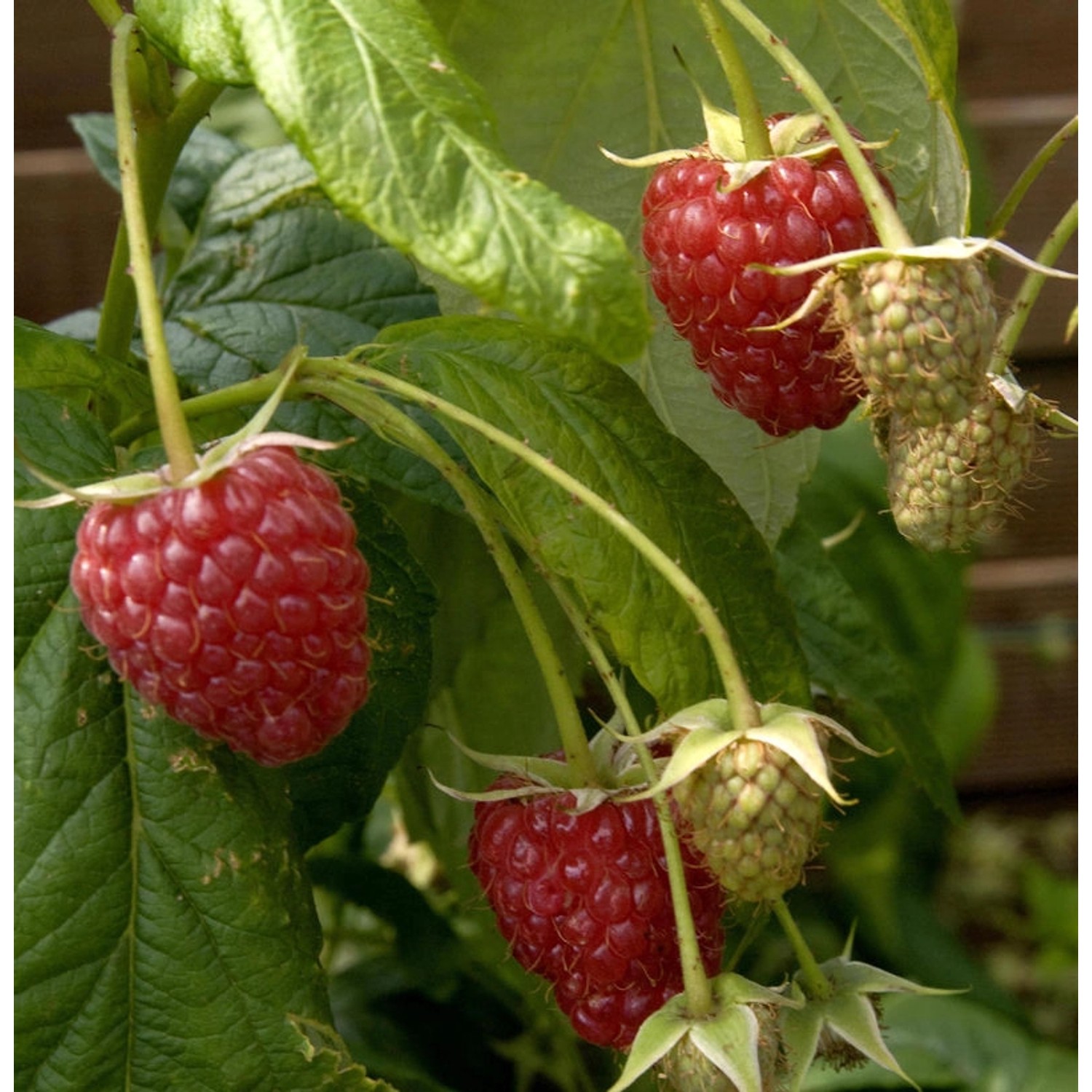 Himbeere Preussen II - Rubus idaeus Himbeere Preussen II - Rubus idaeus von Die Nr-01.de