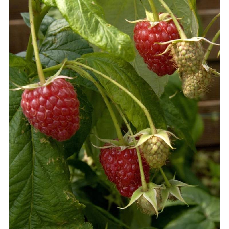Himbeere Zefa 3 Herbsternte - Rubus idaeus von Die Nr-01.de