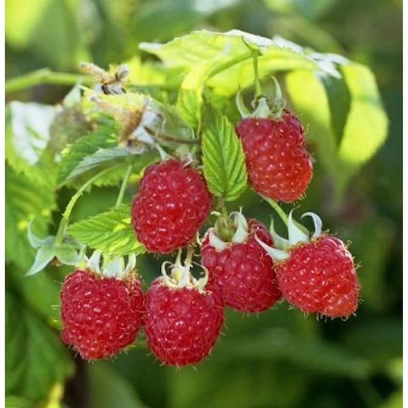 Himbrombeere - Rubus Tayberry von Die Nr-01.de
