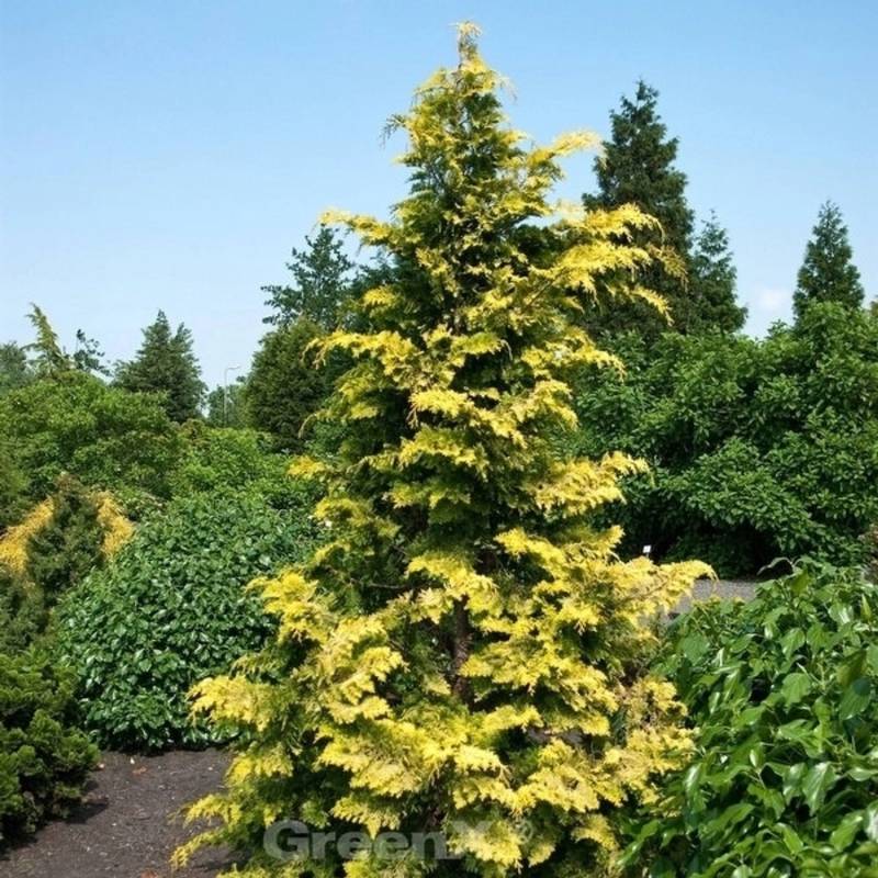 Hinoki Scheinzypresse Crippsii 60-80cm - Chamaecyparis obtusa von Die Nr-01.de