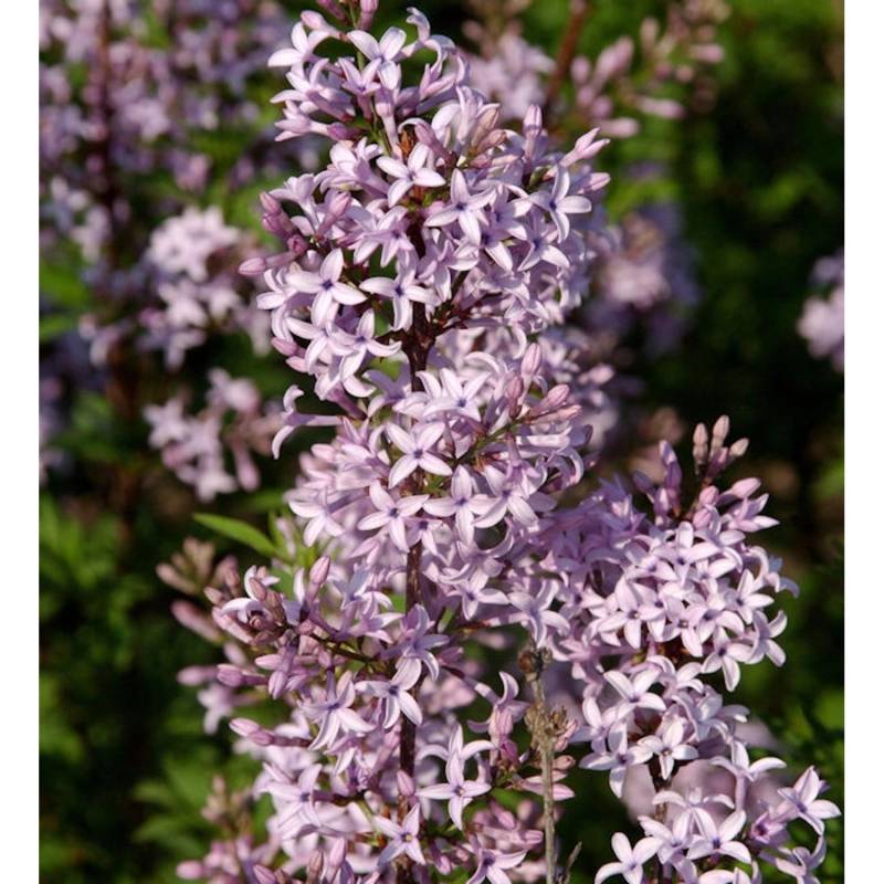 Hochstamm Afghanischer Flieder 80-100cm - Syringa afghanica von Die Nr-01.de