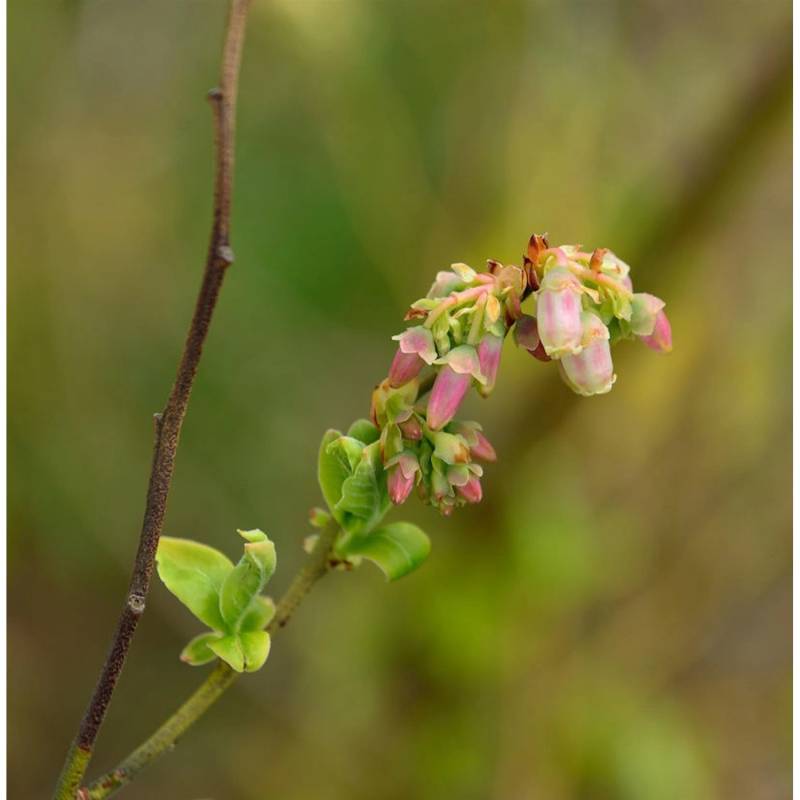 Hochstamm Amerikanische Heidelbeere 40-60cm - Vaccinium corymbosum von Die Nr-01.de