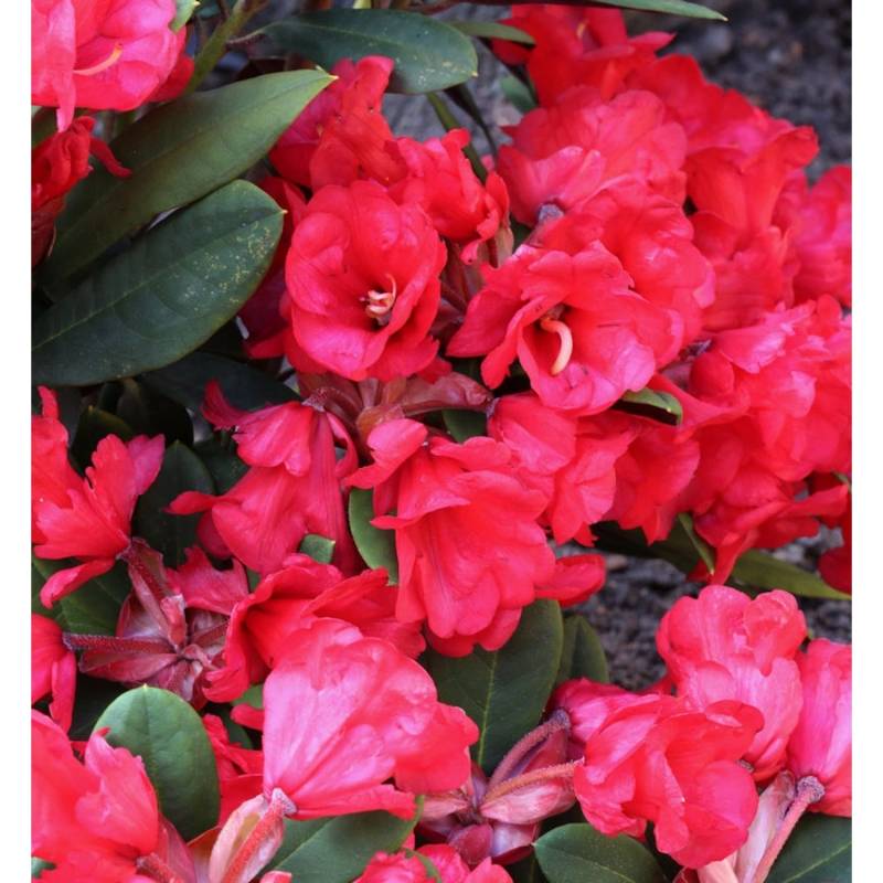 Hochstamm Azalee Burletta 60-80cm - Rhododendron neriiflorum - Alenrose Hochstamm Azalee Burletta 60-80cm - Rhododendron neriiflorum - Alenrose von Die Nr-01.de