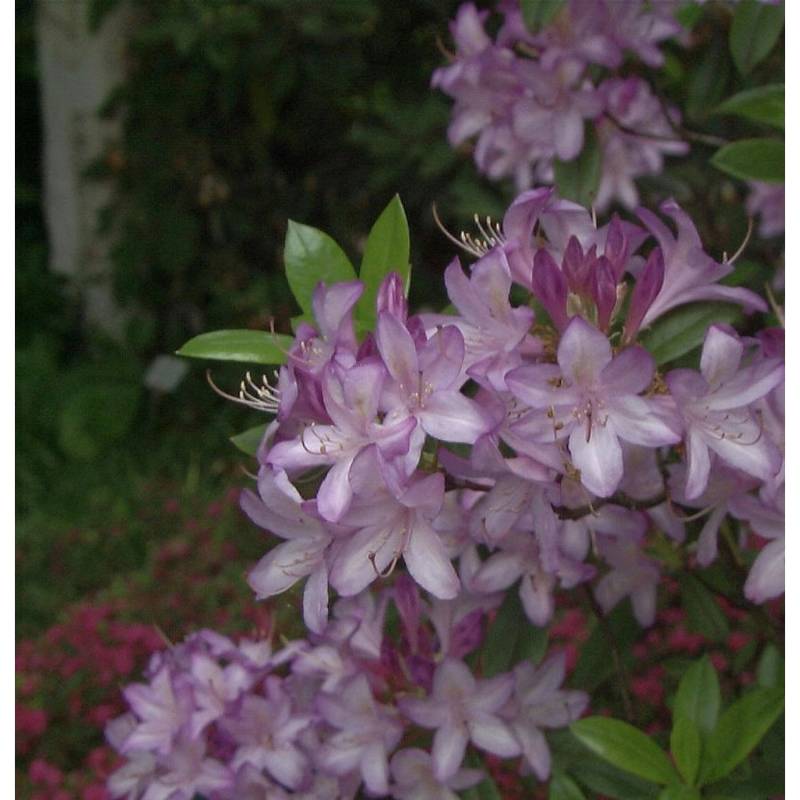 Hochstamm Azaleodendron Govenianum 60-80cm - Rhododendron Govenianum von Die Nr-01.de