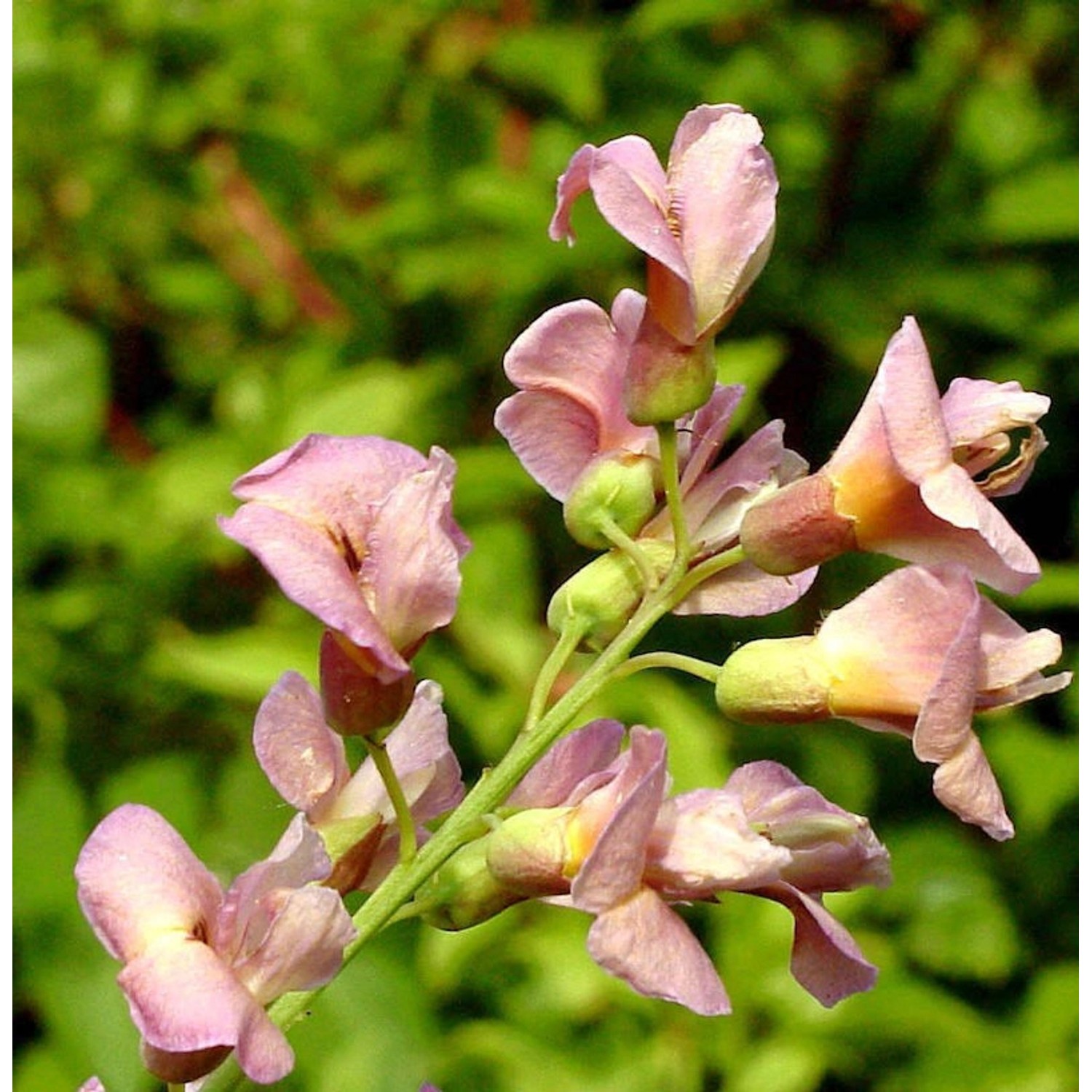 Hochstamm Chimären Goldregen 80-100cm - Laburnocytisus adamii Hochstamm Chimären Goldregen 80-100cm - Laburnocytisus adamii von Die Nr-01.de