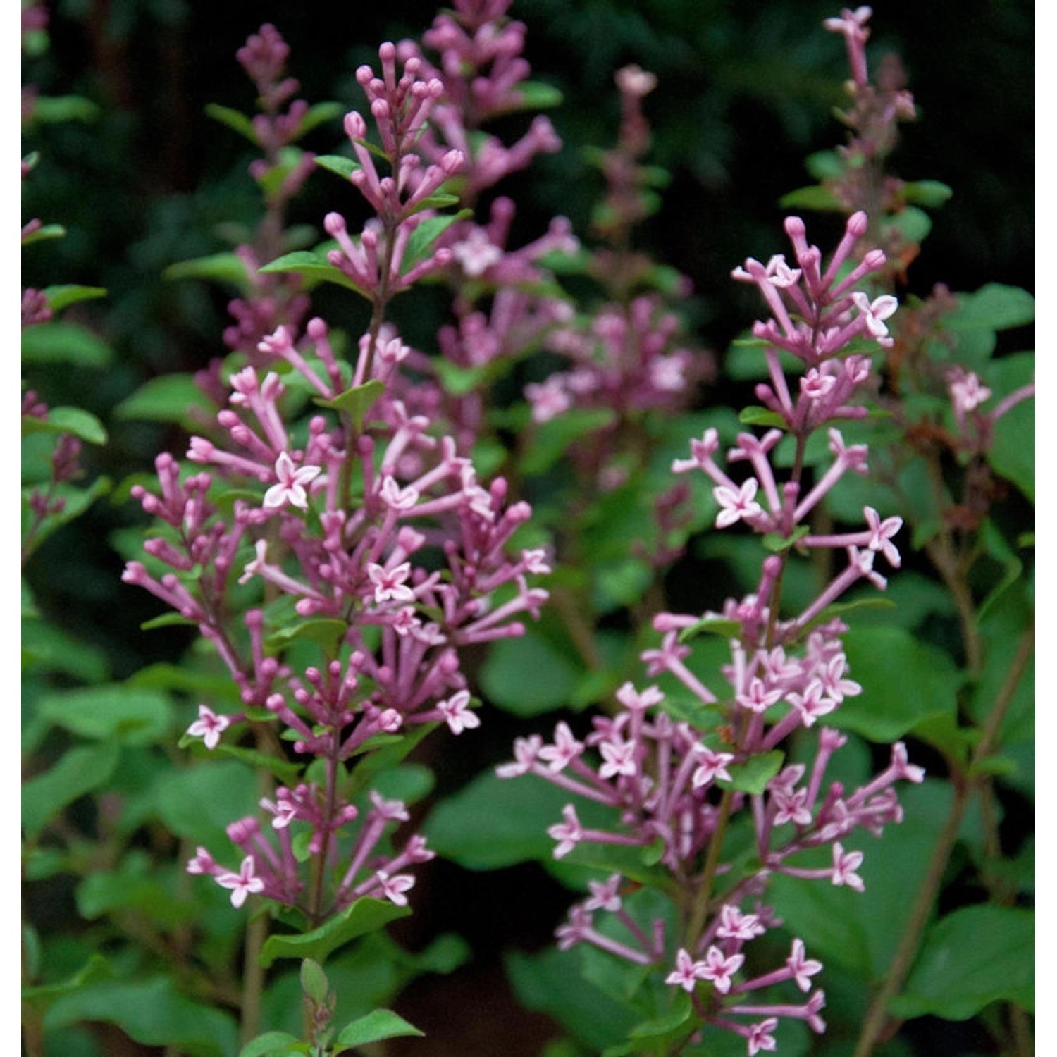 Hochstamm Edelflieder Bloomerang Pink Perfume 100-125cm - Syringa Hochstamm Edelflieder Bloomerang Pink Perfume 100-125cm - Syringa von Die Nr-01.de