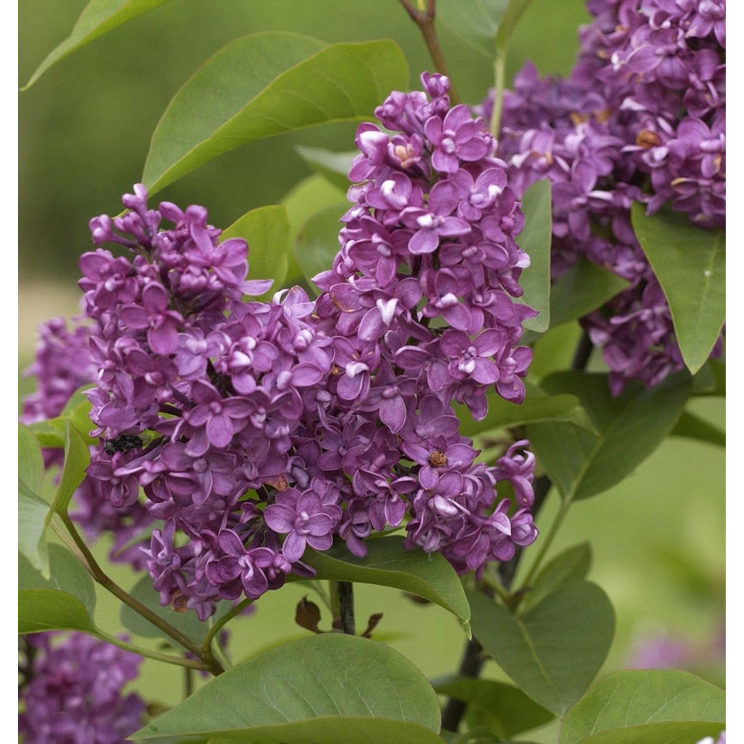 Hochstamm Edelflieder Charles Joly 100-125cm - Syringa vulgaris Hochstamm Edelflieder Charles Joly 100-125cm - Syringa vulgaris von Die Nr-01.de